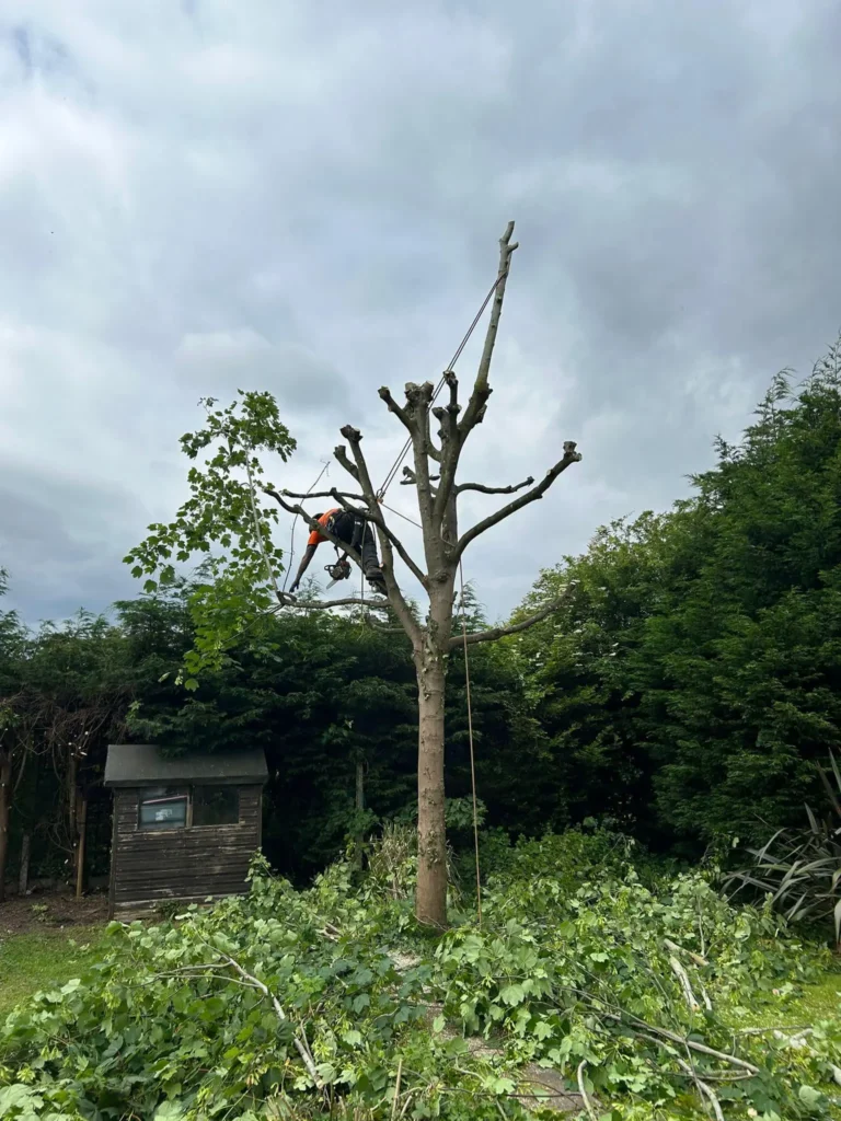 Tree Pollarding done by a Tree Surgeon in Oakham