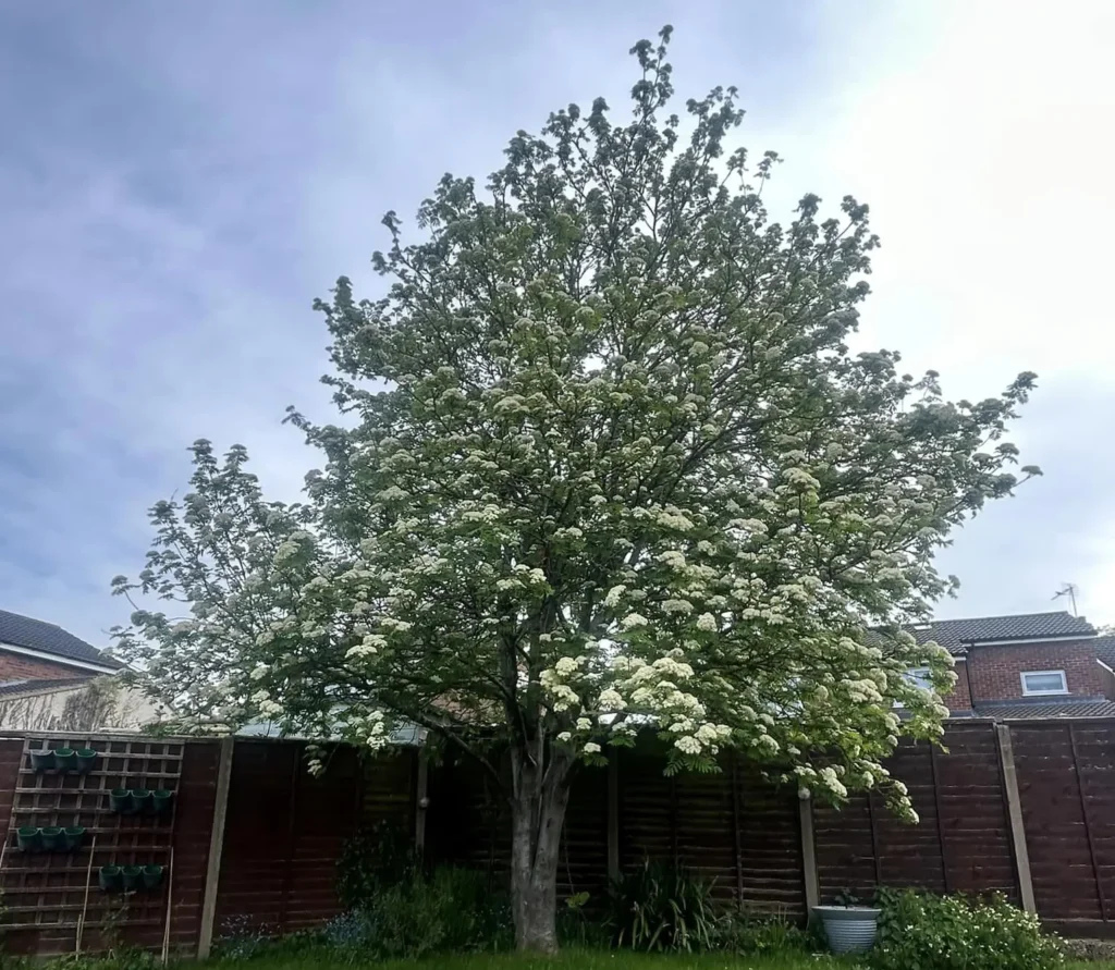Tree Pruning in Corby by Tree specialist